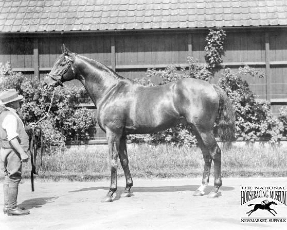 stallion Lemberg xx (Thoroughbred, 1907, from Cyllene xx)