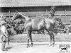 stallion Lemberg xx (Thoroughbred, 1907, from Cyllene xx)