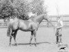 stallion Land League xx (Thoroughbred, 1903, from Desmond xx)