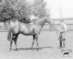 stallion Land League xx (Thoroughbred, 1903, from Desmond xx)