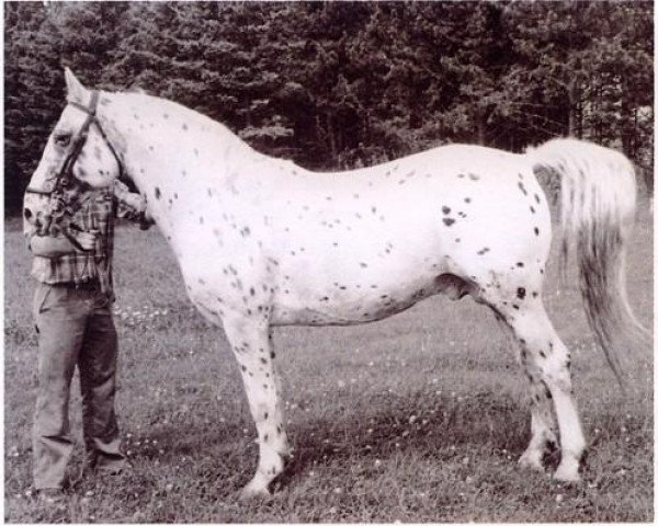 stallion Gaucho (Knabstrupper, 1969, from Molro af Thorsager)