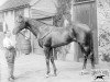 stallion Lally xx (Thoroughbred, 1903, from Amphion xx)