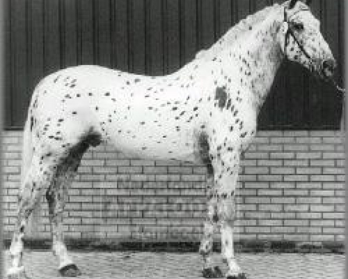 Deckhengst Sonny af Højmark (Knabstrupper, 1977, von Gaucho)