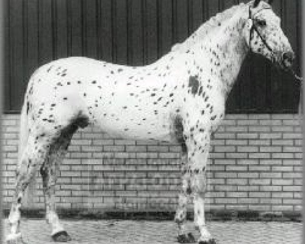 stallion Sonny af Højmark (Knabstrupper, 1977, from Gaucho)