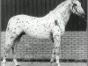 stallion Sonny af Højmark (Knabstrupper, 1977, from Gaucho)