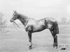 stallion Ladas xx (Thoroughbred, 1891, from Hampton xx)