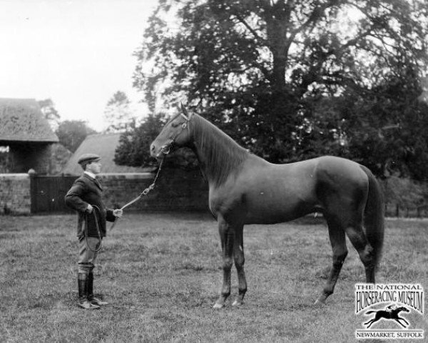 stallion Jeddah xx (Thoroughbred, 1895, from Janissary xx)