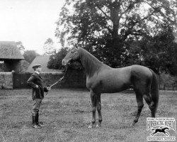 stallion Jeddah xx (Thoroughbred, 1895, from Janissary xx)