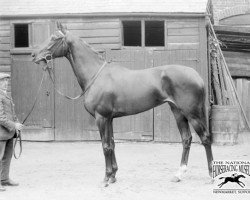 broodmare Winkipop xx (Thoroughbred, 1907, from William the Third xx)