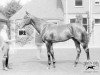 stallion Wool Winder xx (Thoroughbred, 1904, from Martagon xx)