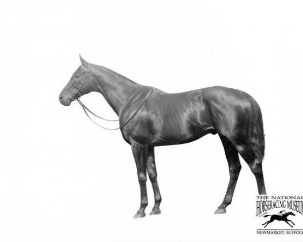 stallion Wrack xx (Thoroughbred, 1909, from Robert le Diable xx)