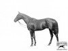 stallion Wrack xx (Thoroughbred, 1909, from Robert le Diable xx)