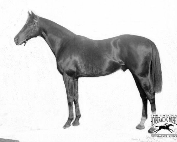 Pferd Irish Elegance xx (Englisches Vollblut, 1915, von Sir Archibald xx)
