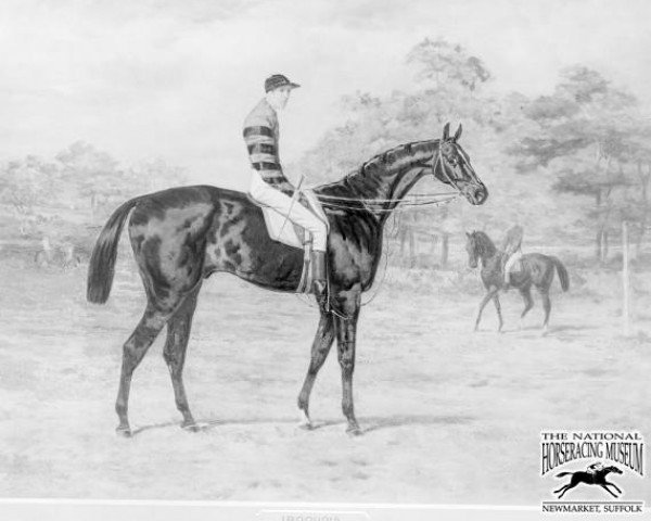 stallion Iroquois xx (Thoroughbred, 1878, from Leamington xx)