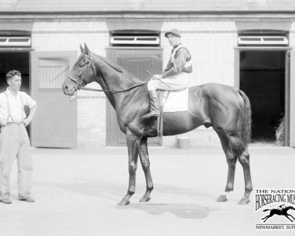 stallion Gainslaw xx (Thoroughbred, 1929, from Winalot xx)