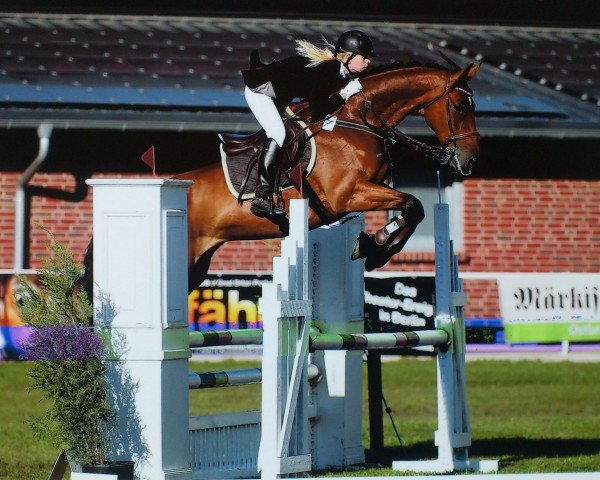 jumper Ass Cardo (German Sport Horse, 2007, from Askari)
