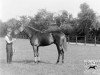 stallion Galloper Light xx (Thoroughbred, 1916, from Sunstar xx)