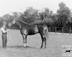 stallion Galloper Light xx (Thoroughbred, 1916, from Sunstar xx)