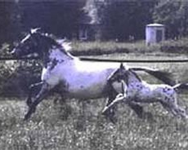 stallion Ben v.Pferdehof (Knabstrupper, 1998, from PrH Baron aus der schützenden Hand)