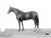 stallion Gentle Shepherd xx (Thoroughbred, 1911, from Colin xx)