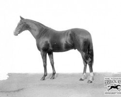 stallion Gentle Shepherd xx (Thoroughbred, 1911, from Colin xx)