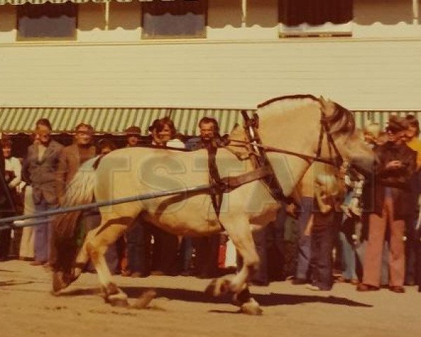stallion Skreien 46 SWE (Fjord Horse, 1959, from Torbjørn N.1417)