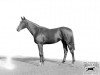 broodmare Golden Corn xx (Thoroughbred, 1919, from Golden Sun xx)