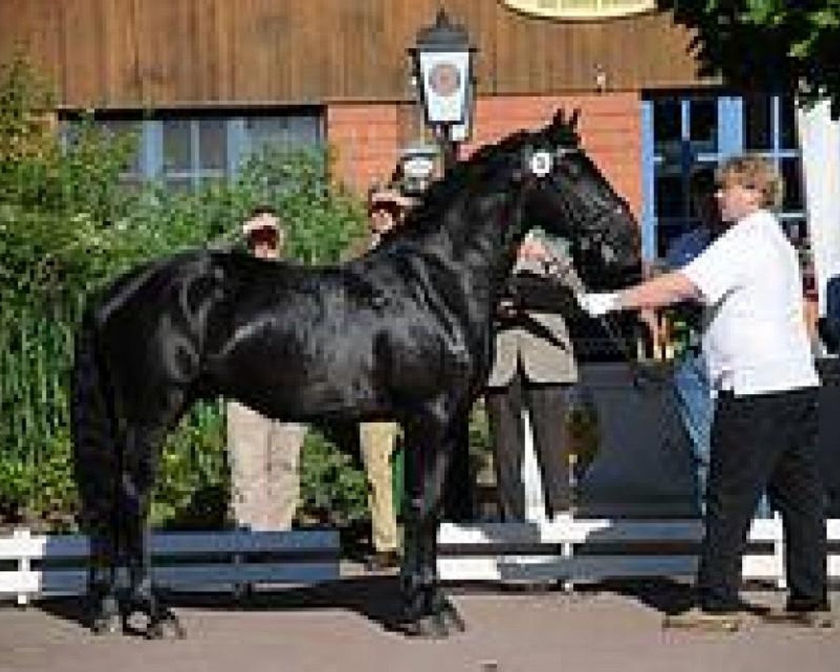 horse Talibur aus der schuetzenden Hand (Knabstrupper, 2005, from Talisman aus der schuetzenden Hand)