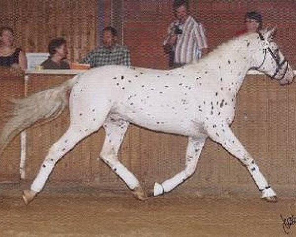 stallion Olymp (Knabstrupper, 2003, from Omega)