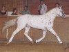 stallion Olymp (Knabstrupper, 2003, from Omega)