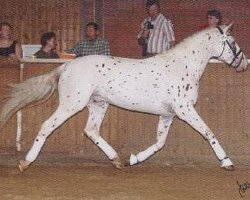 stallion Olymp (Knabstrupper, 2003, from Omega)