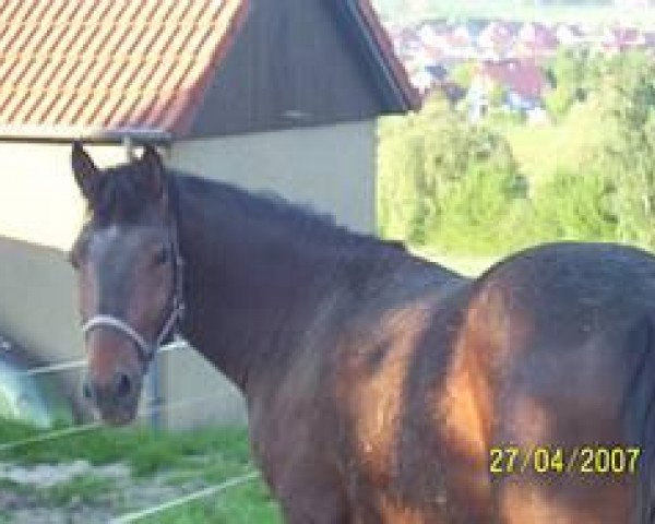 Pferd Titus af Coco (Knabstrupper, 2004, von Thorin af Coco)