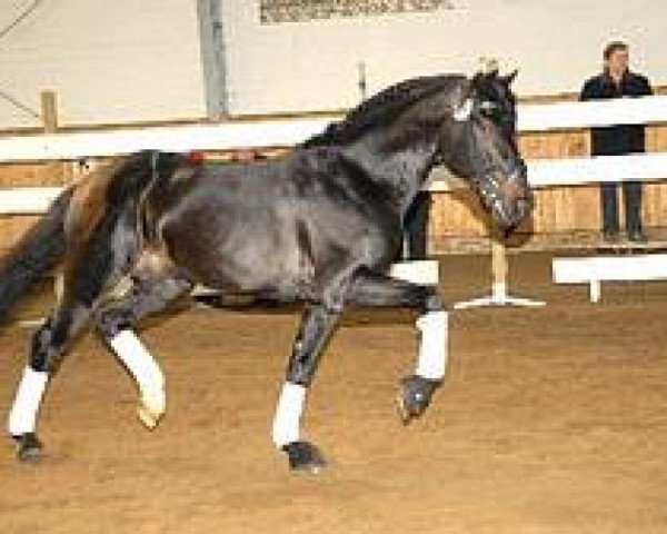 stallion Tiamo (Knabstrupper, 2001, from Talisman aus der schuetzenden Hand)