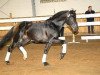 stallion Tiamo (Knabstrupper, 2001, from Talisman aus der schuetzenden Hand)
