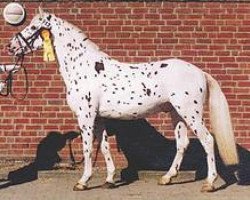 dressage horse Bernstein aus der schuetzenden Hand (Knabstrupper, 1998, from PrH Baron aus der schützenden Hand)