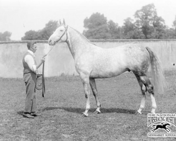 stallion Herodote xx (Thoroughbred, 1918, from Roi Herode xx)