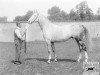 stallion Herodote xx (Thoroughbred, 1918, from Roi Herode xx)
