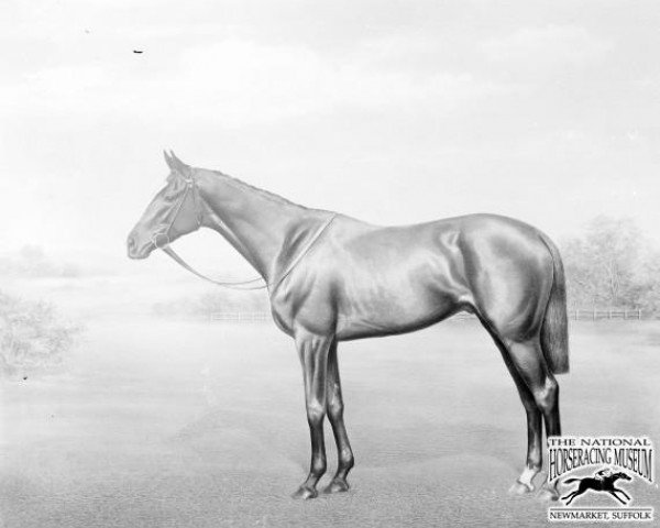 horse Hornet's Beauty xx (Thoroughbred, 1908, from Tredennis xx)