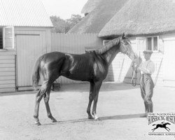 horse Humorist xx (Thoroughbred, 1918, from Polymelus xx)