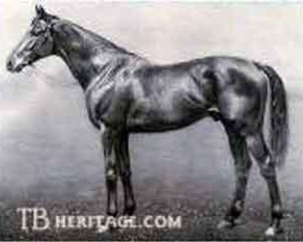 stallion John O'Gaunt xx (Thoroughbred, 1901, from Isinglass xx)