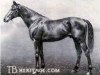 stallion John O'Gaunt xx (Thoroughbred, 1901, from Isinglass xx)