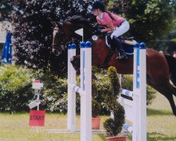 jumper Sam 911 (Hanoverian, 2006, from Satisfaction FRH)