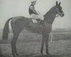 stallion Hammurabi xx (Thoroughbred, 1903, from Gallinule xx)