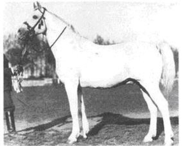 stallion Shagya XII (Shagya Arabian, 1944, from Shagya IX)