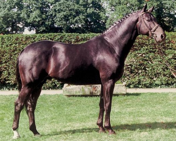 stallion Woronow (Hanoverian, 1995, from Weltruhm)