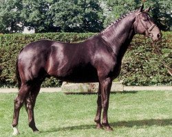 stallion Woronow (Hanoverian, 1995, from Weltruhm)