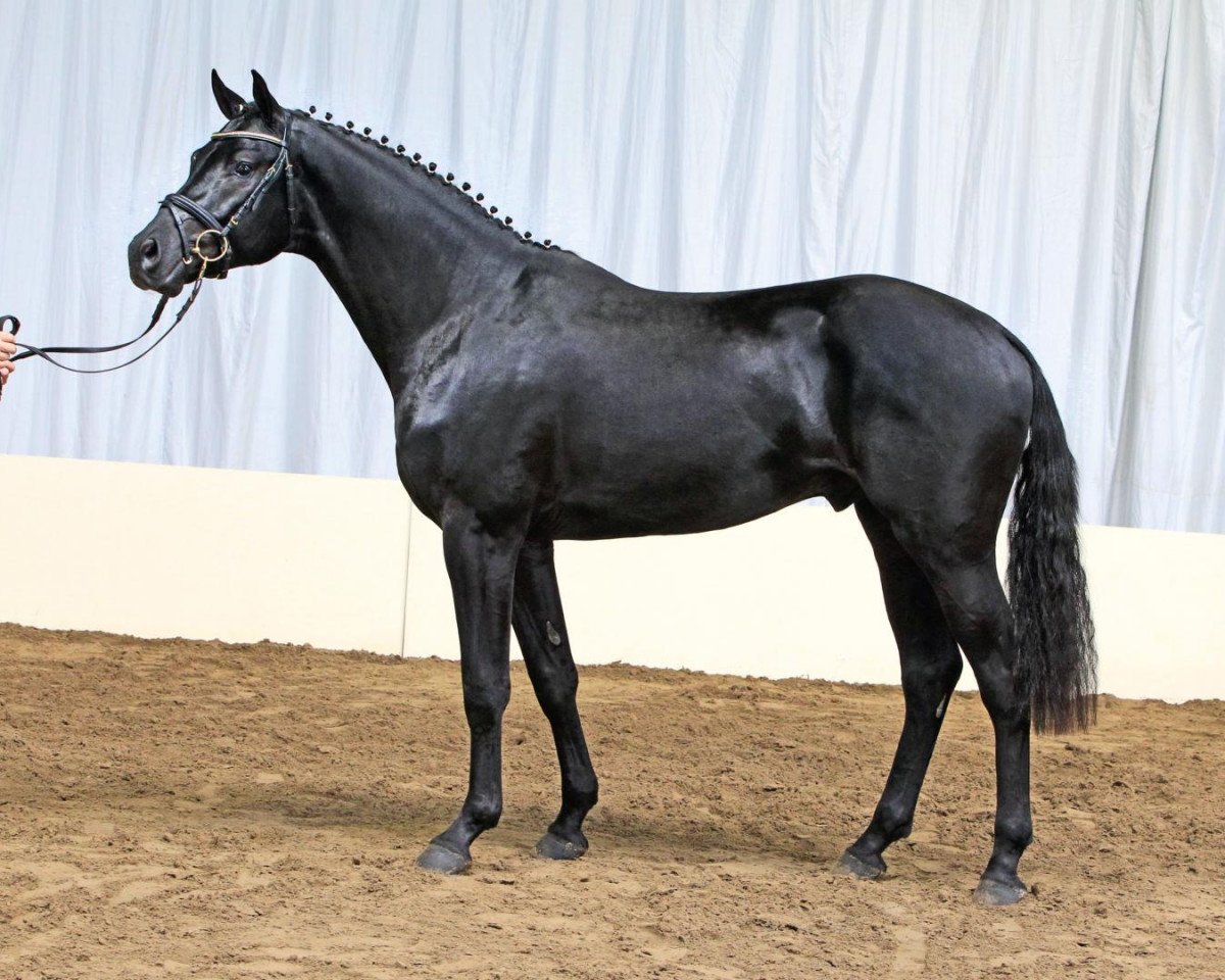 stallion Viscount 22 (Hanoverian, 2009, from Valentino)