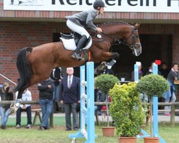 stallion Wilton (KWPN (Royal Dutch Sporthorse), 2003, from Now Or Never M)