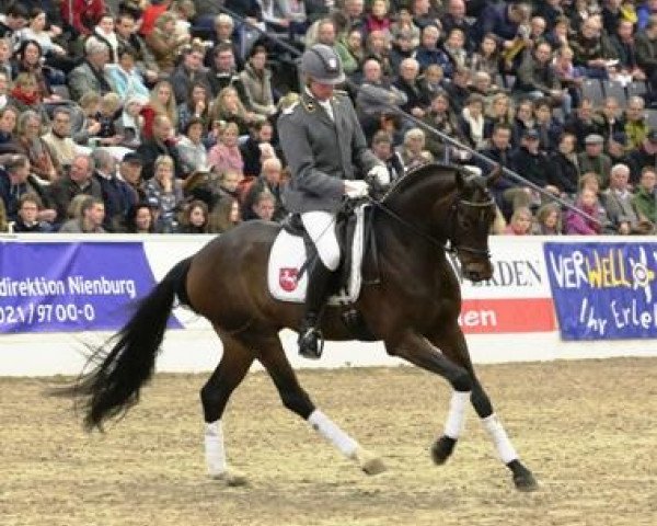 dressage horse Sarotti Mocca-Sahne (Hanoverian, 2009, from Soliman)