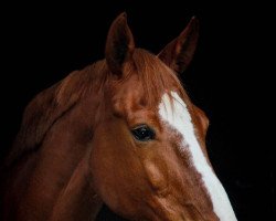 horse Castella's Soleil (Hanoverian, 2005, from Cadiz)